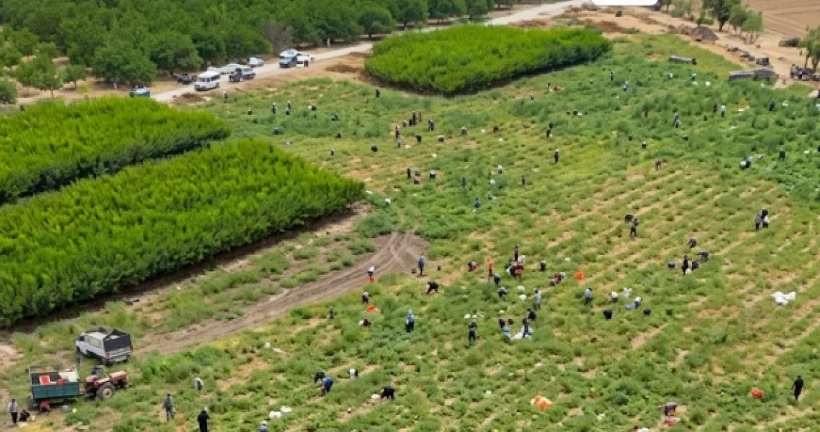 Tonlarca domatesi bedava dağıttı, tarlaya 2 bin kişi akın etti!
