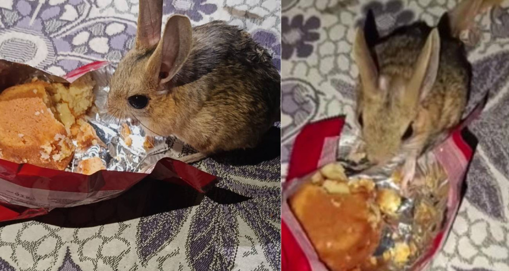 Yemek yerken karşısında belirdi! Görünüşü görenleri şaşırttı