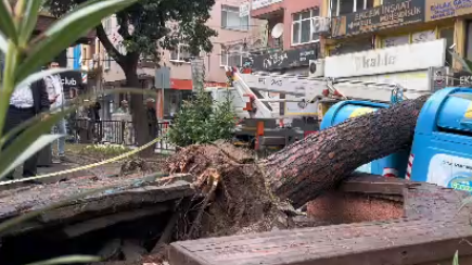 İzmit'te parkta ağaç devrildi