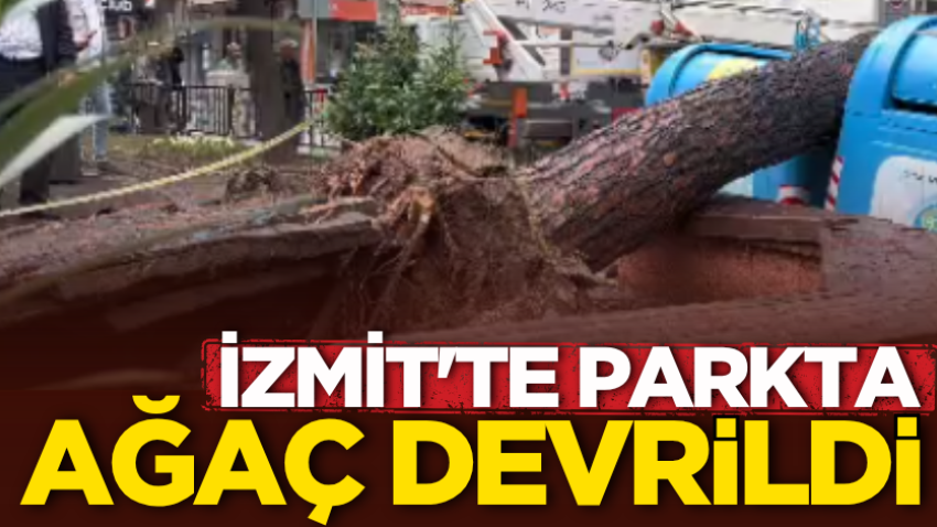İzmit'te parkta ağaç devrildi