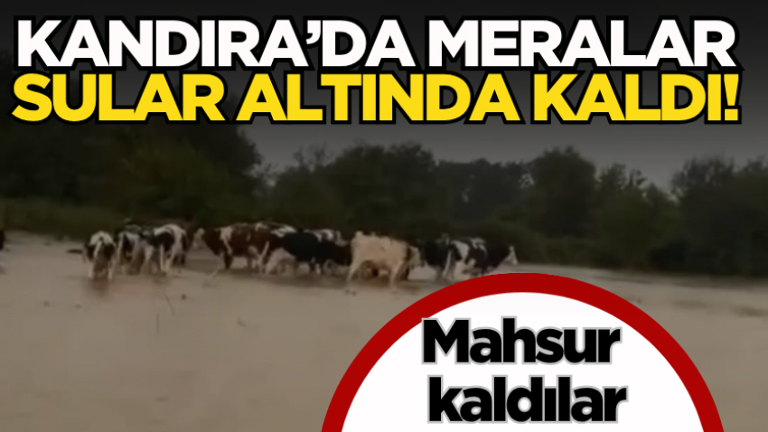 Kandıra’da meralar sular altında kaldı! Mahsur kaldılar