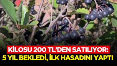 Kilosu 200 TL’den satılıyor: 5 yıl bekledi, ilk hasadını yaptı 