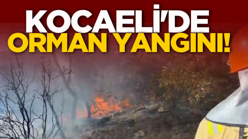 Kocaeli'de orman yangını!