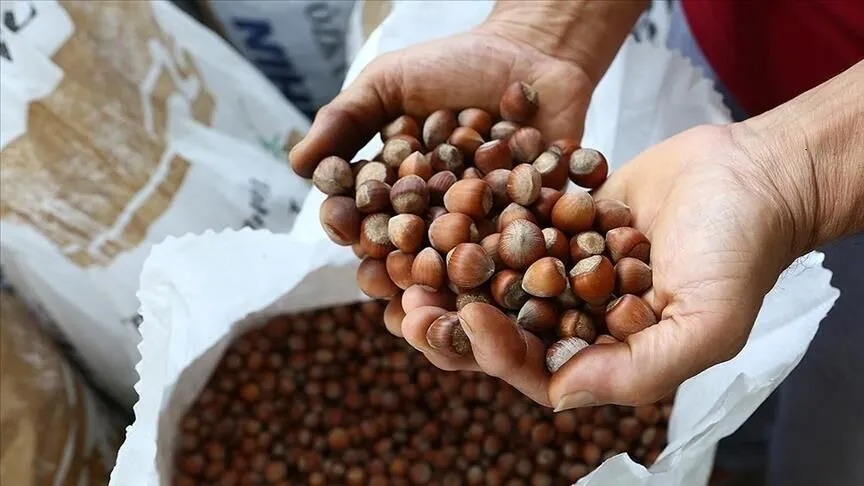 Kandıra’da fındığı olanlara uyarı!