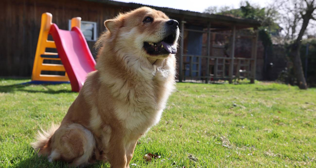 Yıllık 35 bin TL'yi geçiyor! Köpek vergisi ödemeyenlere ceza