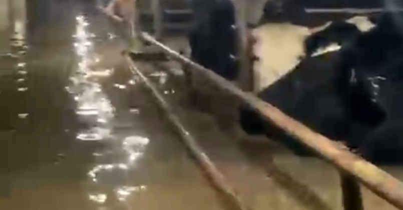 Mahsur kalan hayvanların bekleyişi kamerada!