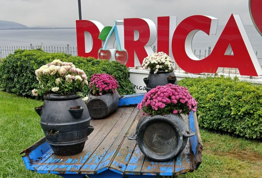 Darıca'da yeşil alanlar mevsimlik çiçeklerle renkleniyor
