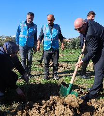Darıca'da Zeytin Festivali kapsamında 100 fidan dikildi