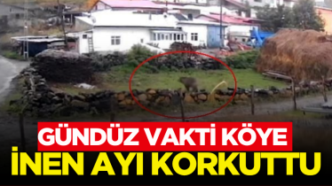 Gündüz vakti köye inen ayı korkuttu