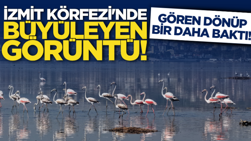 İzmit Körfezi'nde büyüleyen görüntü! Gören dönüp bir daha baktı!