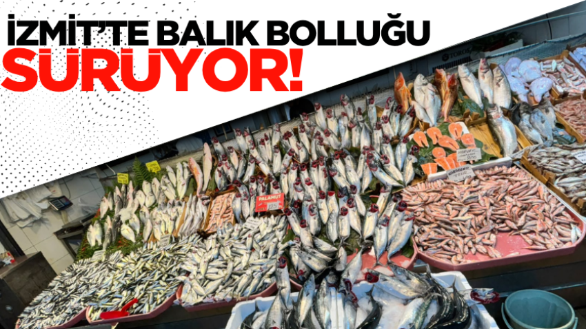 İzmit’te balık bolluğu sürüyor! 