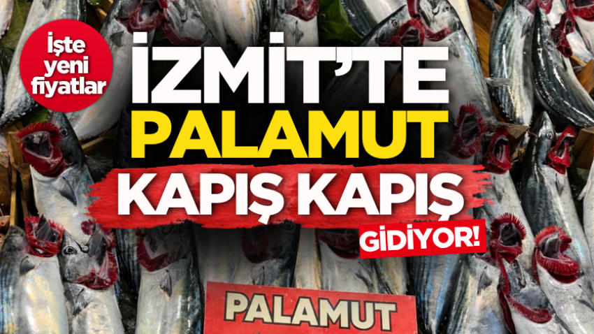 İzmit’te palamut kapış kapış gidiyor! 