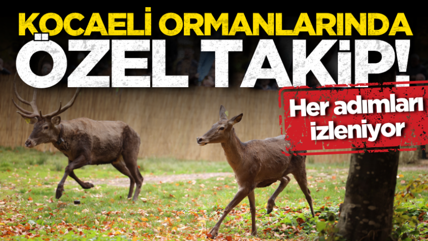 Kocaeli ormanlarında özel takip! Her adımları izleniyor