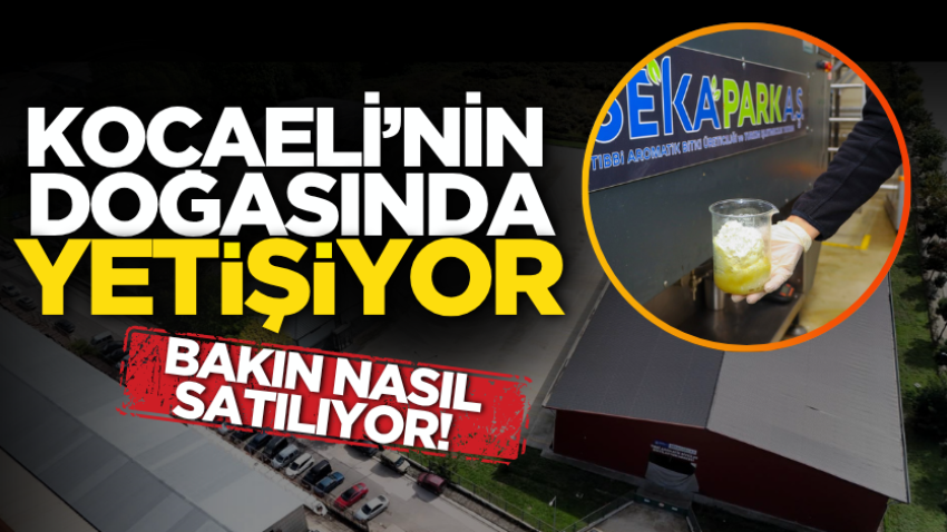 Kocaeli’nin doğasında yetişiyor, bakın nasıl satılıyor!