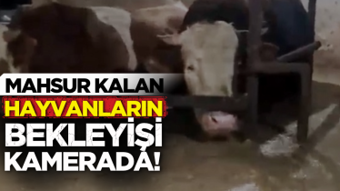 Mahsur kalan hayvanların bekleyişi kamerada!