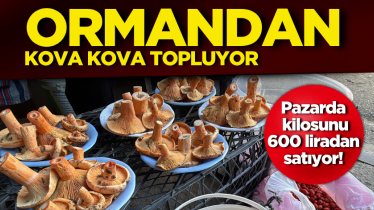 Ormandan kova kova topluyor, pazarda kilosunu 600 liradan satıyor!