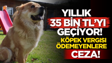 Yıllık 35 bin TL'yi geçiyor! Köpek vergisi ödemeyenlere ceza