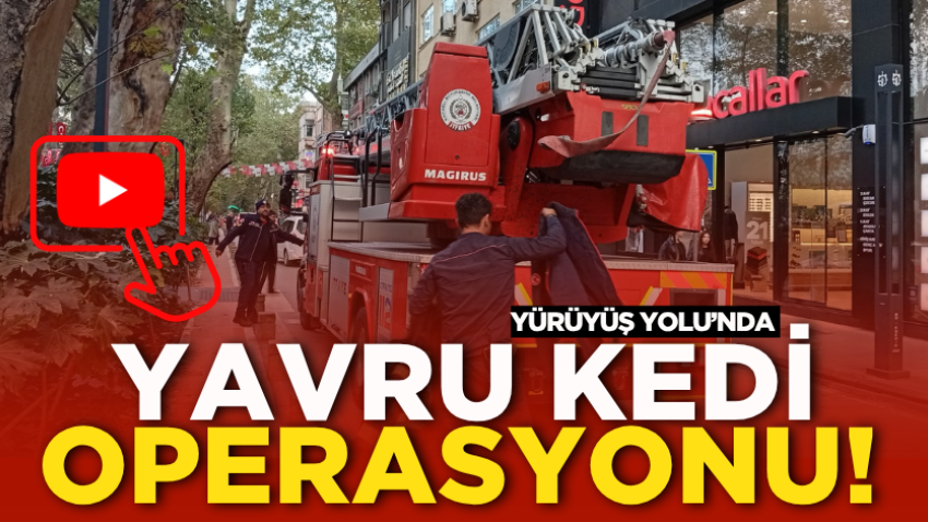 Yürüyüş Yolu’nda yavru kedi operasyonu! 