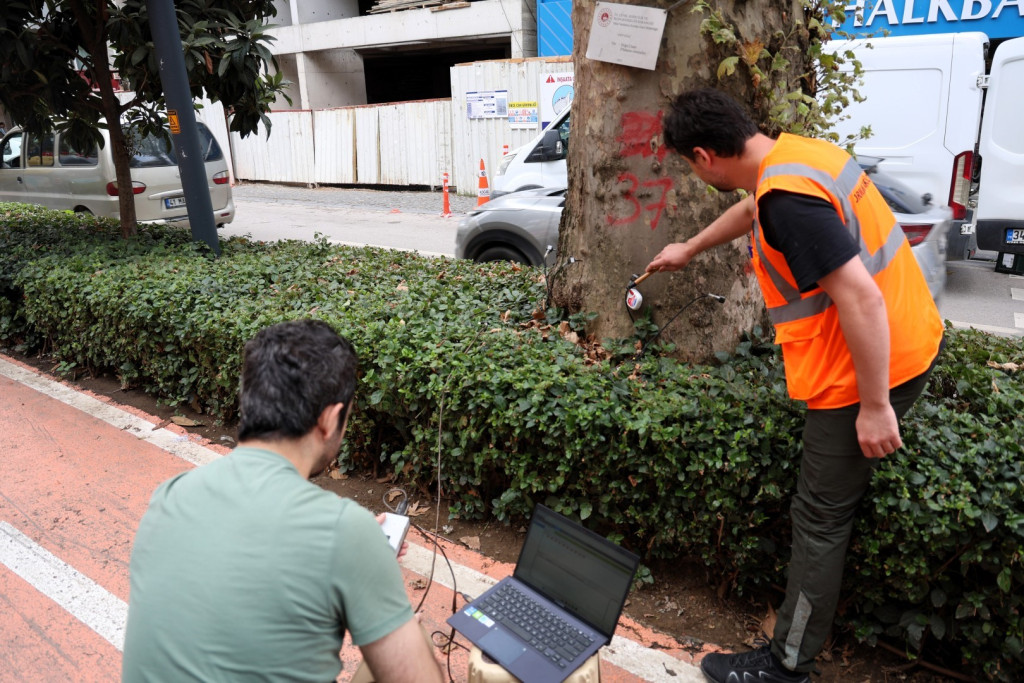Kocaeli'de ağaçlar tomografiyle incelenecek